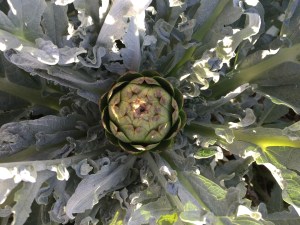 Artichokes!