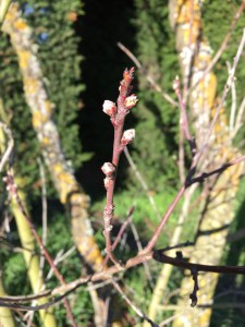 The fruit trees are budding up.