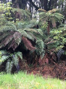 Tree ferns near Franz Josef Glacier