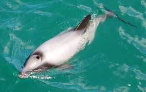 Hectors' dolphin (not today's) in Akaroa Harbour.
