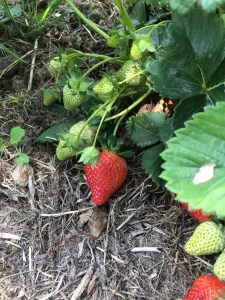 2016-11-16-14-50-36-sm