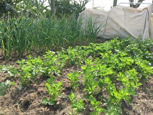 2016-11-19-16-04-44-sm