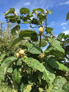 2016-11-28-16-39-54-sm