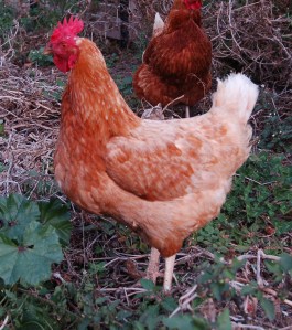 Fine in the paddock, not welcome indoors.