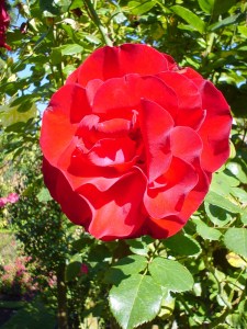 R Weiss roses Christchuch Botanic Gardens