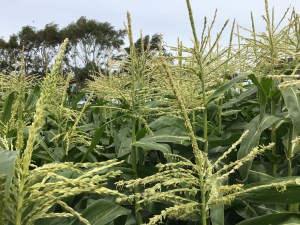 2017-01-24-15-16-41-sm