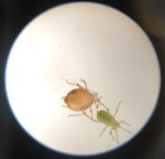 A parasitised aphid (the bloated brown one), and an unparasitised one (the green)