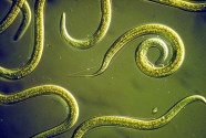 Nifty Nematodes Robinne Weiss Nifty Nematodes Robinne Weiss