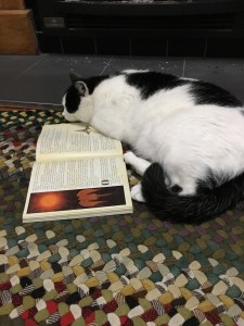 cat lying on a book
