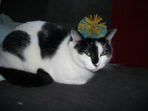 cat with ball on its head