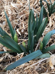 daffodils in bud