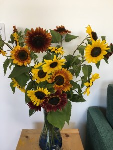 sunflowers